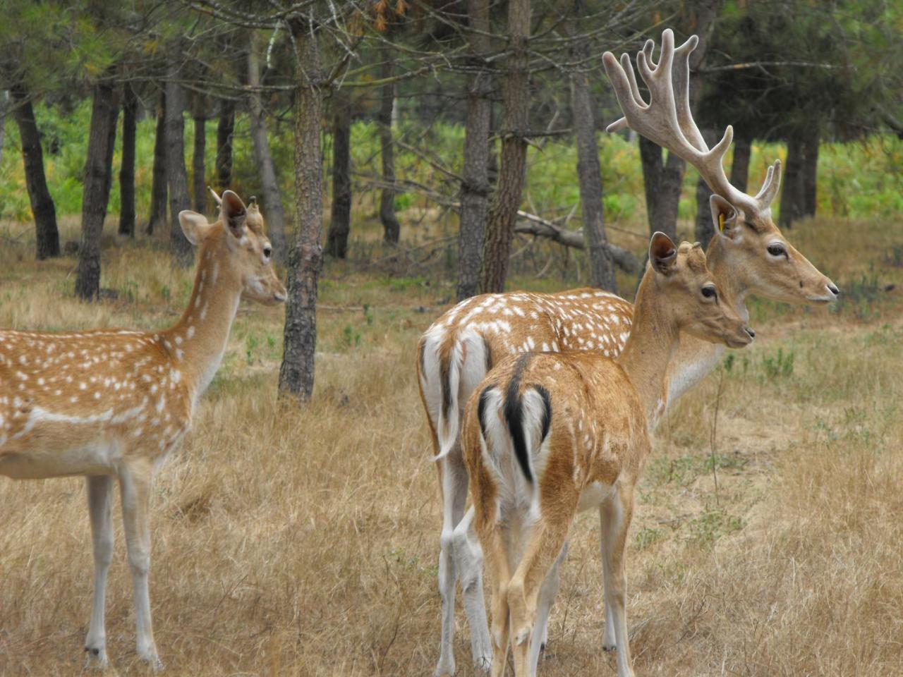 Luxury tent Des Cerfs Allons (Lot-et-Garonne)