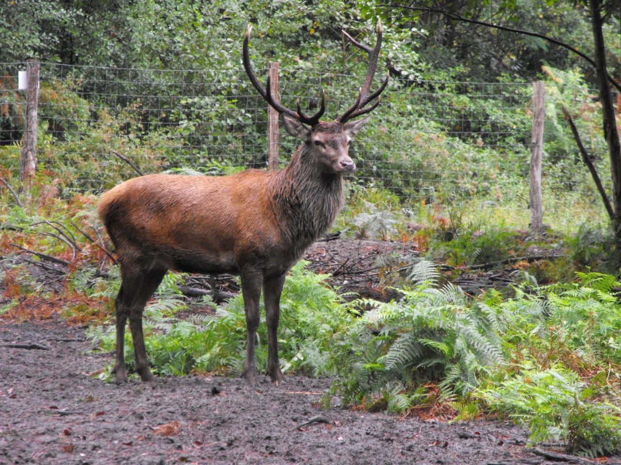 Des Cerfs Allons (Lot-et-Garonne)