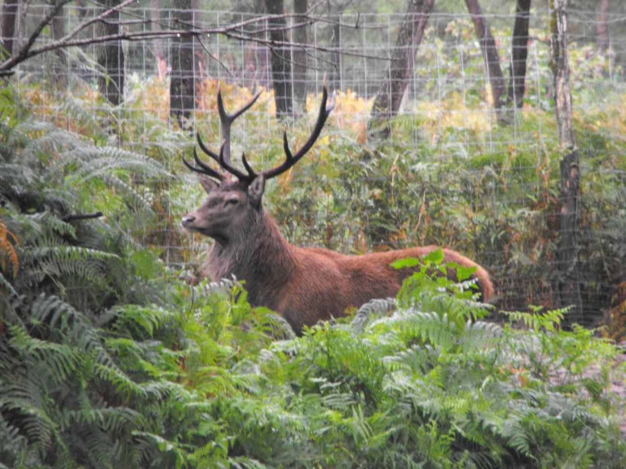 Des Cerfs Allons (Lot-et-Garonne)